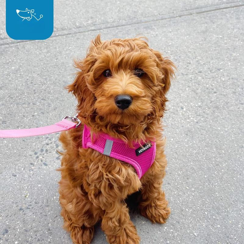 Voyager Step-In Air Dog Harness - All Weather Mesh Reflective No Pull for Small Medium Dogs Cats Secure with Hook & Loop Fastener Buckle Double D-Rings Fuchsia S