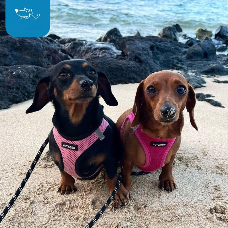 Voyager Step-In Air Dog Harness - All Weather Mesh Reflective No Pull for Small Medium Dogs Cats Secure with Hook & Loop Fastener Buckle Double D-Rings Fuchsia S